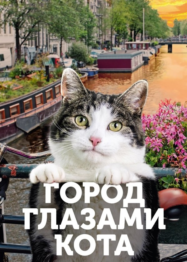 Город глазами кота