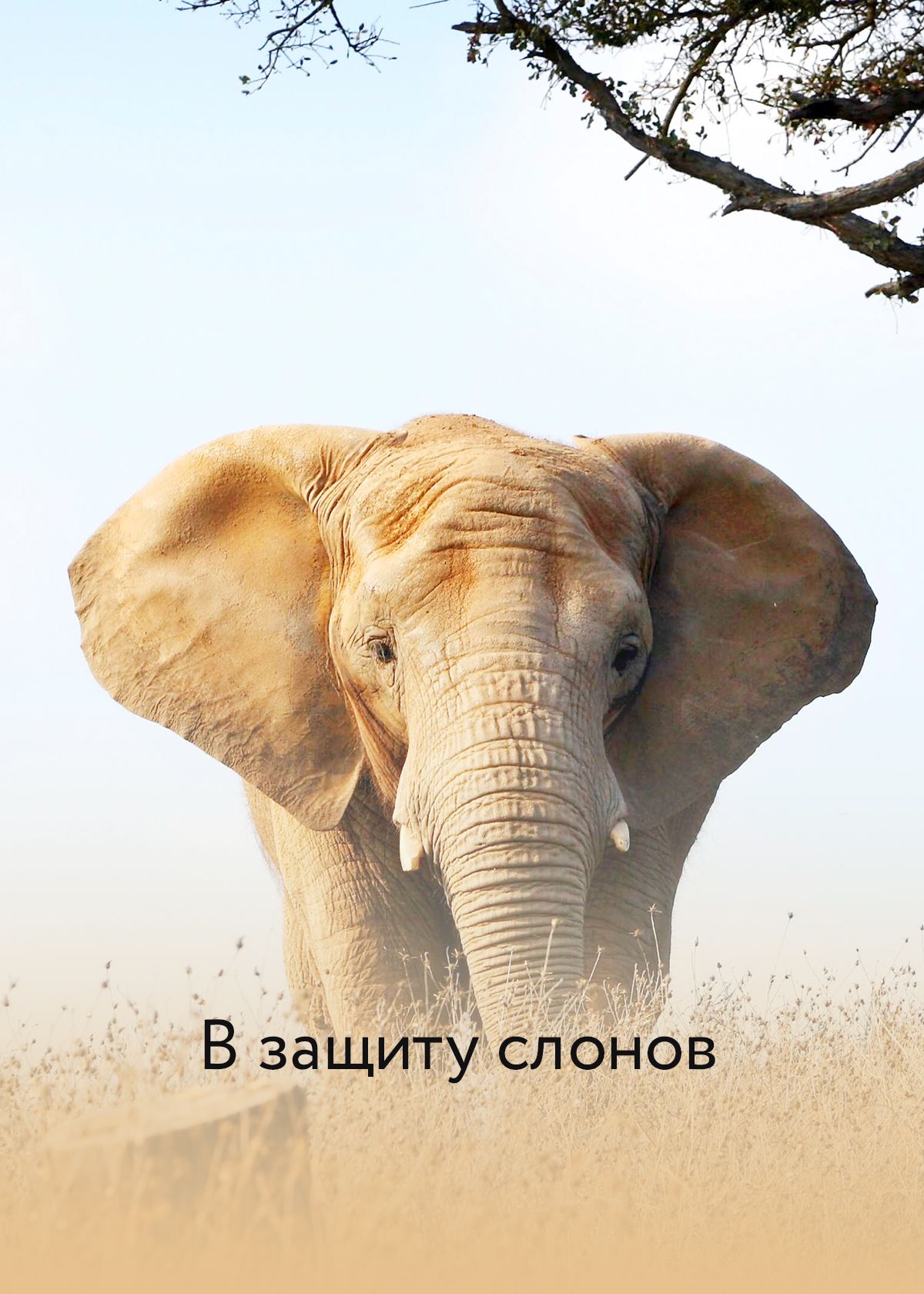 В защиту слонов